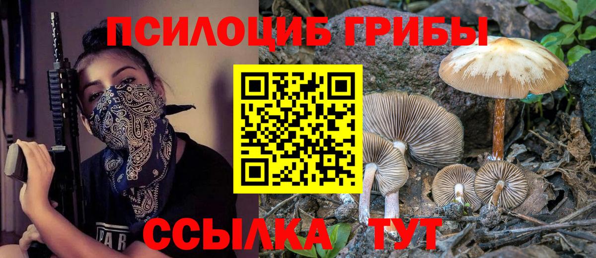 Галлюциногенные грибы Psilocybe Сыктывкар